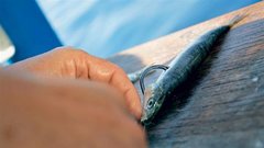 Big game fishing na Jadranu
