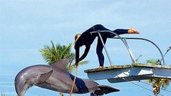 Miami Sea Aquarium - Živalski vrt na vodi. Škropljenje vode pri nastopih orke, delfinov, tjulnjev … Prijalo vam bo, ko bo sonce žgalo nad Miamijem.