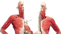 Anatomski cirkus