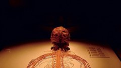 Anatomski cirkus