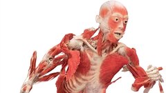 Anatomski cirkus