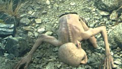 GOLUM (Andy Serkis), nenavadno, od kvarnega prstanovega vpliva skrivenčeno bitje, prvotni najditelj Edinega Prstana, ki neumorno išče svoj dragoceni zaklad. Najbolj igralsko podprt digitalni filmski stvor doslej.