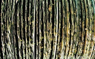 Najstarejše drevo na Brionih (Istra) je oljka iz 3. stoletja. Po ogljikovi analizi srednjih vrednosti so dognali njeno starost: 1613 let. Pomladanska nevihta leta 1984 jo je hudo poškodovala. Toda trdoživa oljka zeleni naprej!