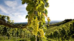 Urejeni vinogradi so zaščitni znak posestva.