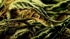 Legalizacija trave