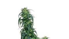 Legalizacija trave