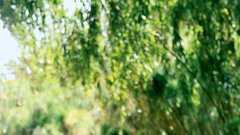 Cabarnet sauvignon je drugo najbolj množično pridelano