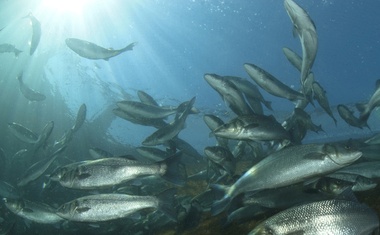 Ribogojnica Fonda: Tisti trenutek, ko se morje nakodra od stotine rib!