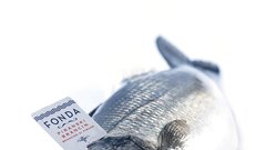 Ribogojnica Fonda: Tisti trenutek, ko se morje nakodra od stotine rib!