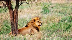 Čudovita, divja dežela na vzhodni strani črne celine: Tanzanija