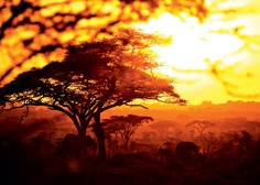 Čudovita, divja dežela na vzhodni strani črne celine: Tanzanija