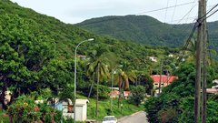 Fig Tree Drive