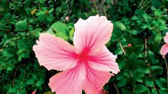 Hibiskus