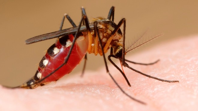 9 razlogov, zaradi katerih vas komarji raje pikajo kot druge ljudi! (foto: profimedia)