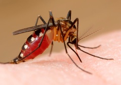 9 razlogov, zaradi katerih vas komarji raje pikajo kot druge ljudi!