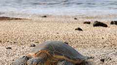 Največji havajski otok Hawaii je poln raznolikih in adrenalinskih izzivov