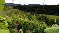 Kobal Wines, najmlajša vinska klet v Sloveniji