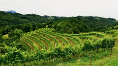 Kobal Wines, najmlajša vinska klet v Sloveniji