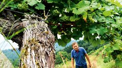 Kobal Wines, najmlajša vinska klet v Sloveniji