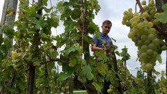 Kobal Wines, najmlajša vinska klet v Sloveniji
