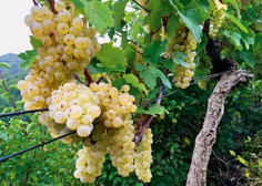 Kobal Wines, najmlajša vinska klet v Sloveniji