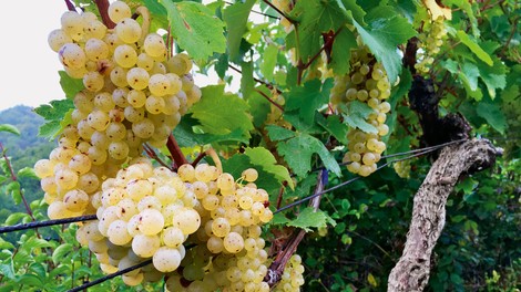 Kobal Wines, najmlajša vinska klet v Sloveniji