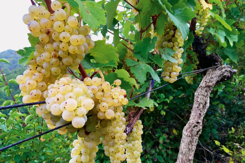 Kobal Wines, najmlajša vinska klet v Sloveniji
