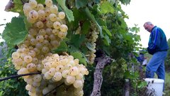 Kobal Wines, najmlajša vinska klet v Sloveniji