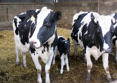 Inšpekcijski pregled razkril grozljivo zakulisje smrti živine na Koroškem (podrobnosti vas bodo pretresle)