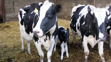 Inšpekcijski pregled razkril grozljivo zakulisje smrti živine na Koroškem (podrobnosti vas bodo pretresle)