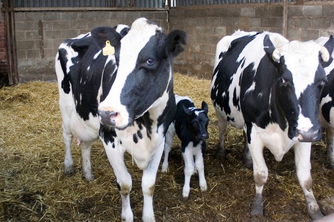 Velika Britanija: Odkrili novo obliko bolezni norih krav pri človeku! (foto: profimedia)