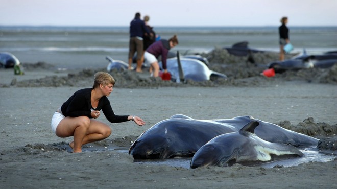 Na obali Nove Zelandije nasedlo več kot 400 kitov, živih še 90! (foto: profimedia)