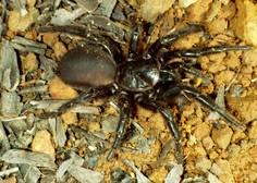 Piran: Razstava največjih ptičjih pajkov in škorpijonov na svetu