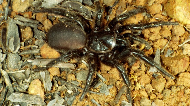 Piran: Razstava največjih ptičjih pajkov in škorpijonov na svetu (foto: profimedia)
