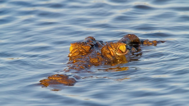 Grozljivo! Krokodil ob reki Zambezi požrl nogometaša! (foto: profimedia)