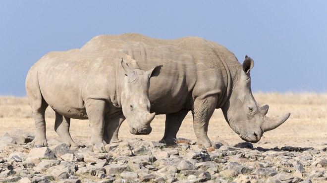 Nosorogi z letalom v Bocvano, da bi ohranili vrsto! (foto: profimedia)