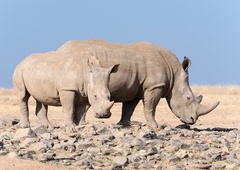 Nosorogi z letalom v Bocvano, da bi ohranili vrsto!