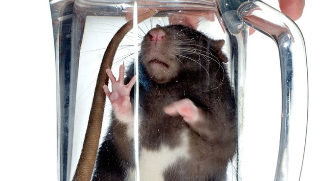 Invazija podgan v Varaždinu: Žensko med spanjem podgana ugriznila v nos! (foto: profimedia)
