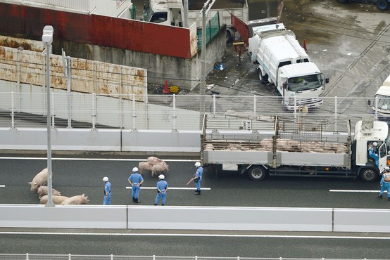19 prestrašenih prašičev povzročilo kaos na japonski avtocesti!