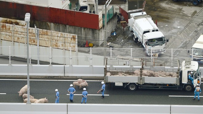 19 prestrašenih prašičev povzročilo kaos na japonski avtocesti! (foto: profimedia)