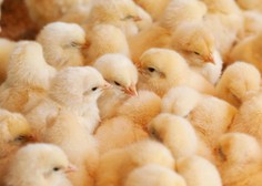 Avstrijsko avtocesto blokiralo na tisoče piščancev