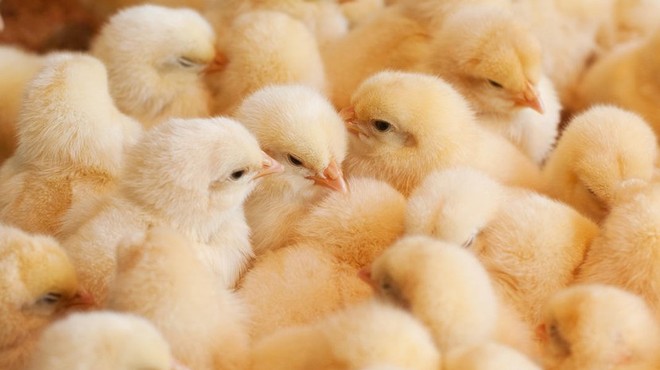 Avstrijsko avtocesto blokiralo na tisoče piščancev (foto: profimedia)