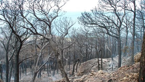 V Dalmaciji so izbruhnili novi požari