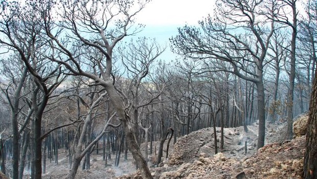 
                            V Dalmaciji so izbruhnili novi požari (foto: Hina/STA)