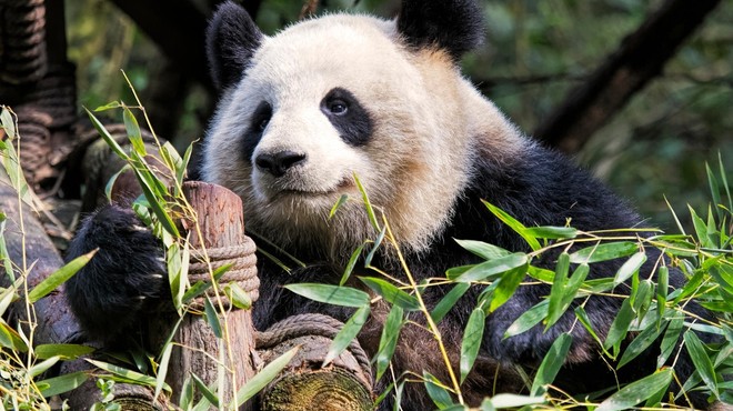 Na Kitajskem uspešno izvedli parjenje divje pande in pande v ujetništvu (foto: profimedia)