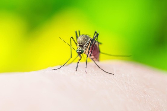 Italija se sprašuje: Je 4-letna deklica umrla zaradi komarja, ki je prenašal malarijo?