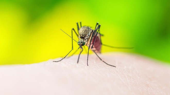 Italija se sprašuje: Je 4-letna deklica umrla zaradi komarja, ki je prenašal malarijo? (foto: profimedia)