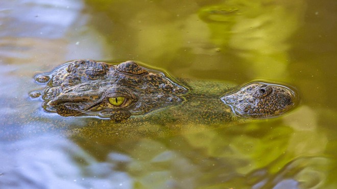 Šrilanka: Krokodil ubil novinarja Financial Timesa! (foto: profimedia)