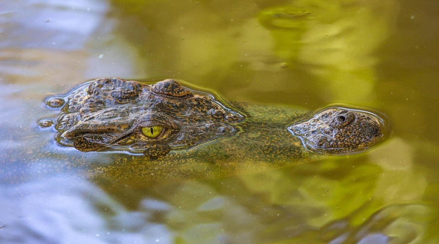 Šrilanka: Krokodil ubil novinarja Financial Timesa! (foto: profimedia)