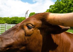 Pobesneli bik na Štajerskem poškodoval dva občana